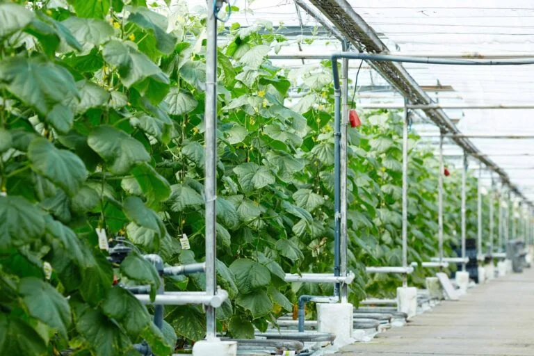 Rows of cucumber plants growing along irrigation lines inside a shade house