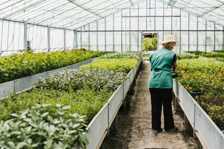 Grower walking between rows of potted plants inside a greenhouse
