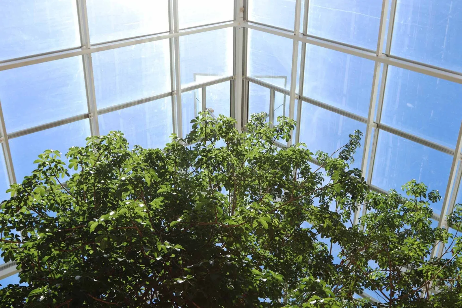 Glasshouse roof structure above mature green foliage