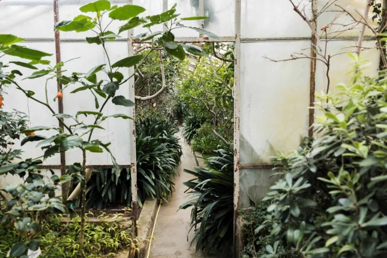 Well-ventilated shade house interior with dense rows of established plants