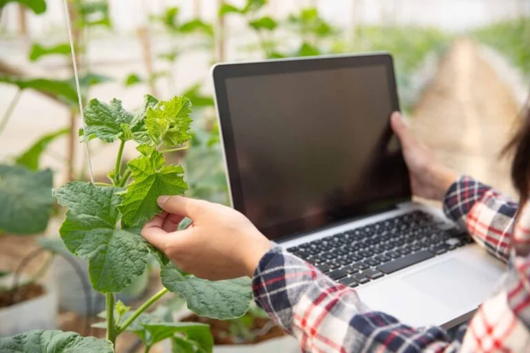Agronomist inspecting a plant while working on a laptop in a greenhouse