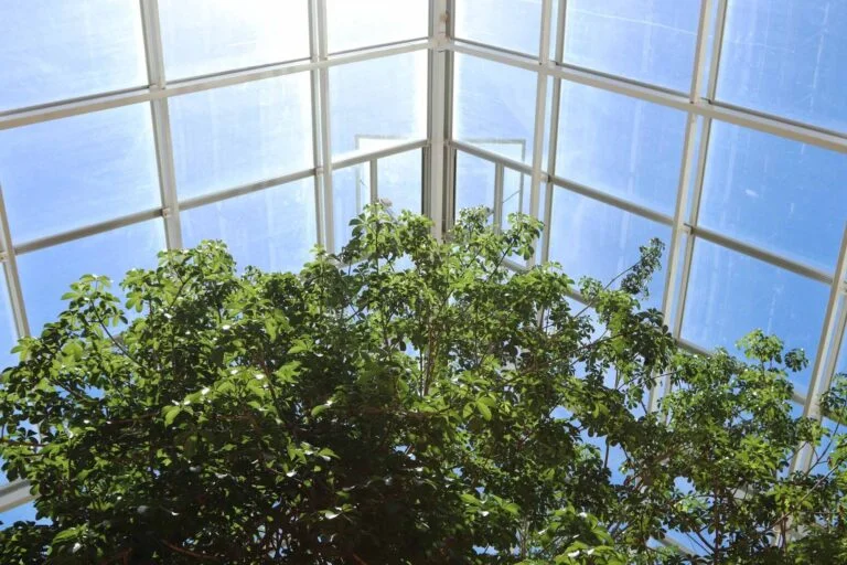 View of a bright blue sky through the glazed roof panels of a shade house