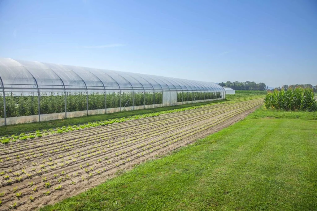 Long polytunnel greenhouse beside cultivated field rows