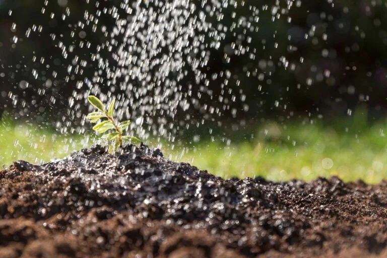 Water being sprinkled over a young seedling in dark soil