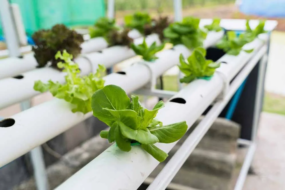 Lettuce growing in white hydroponic channels