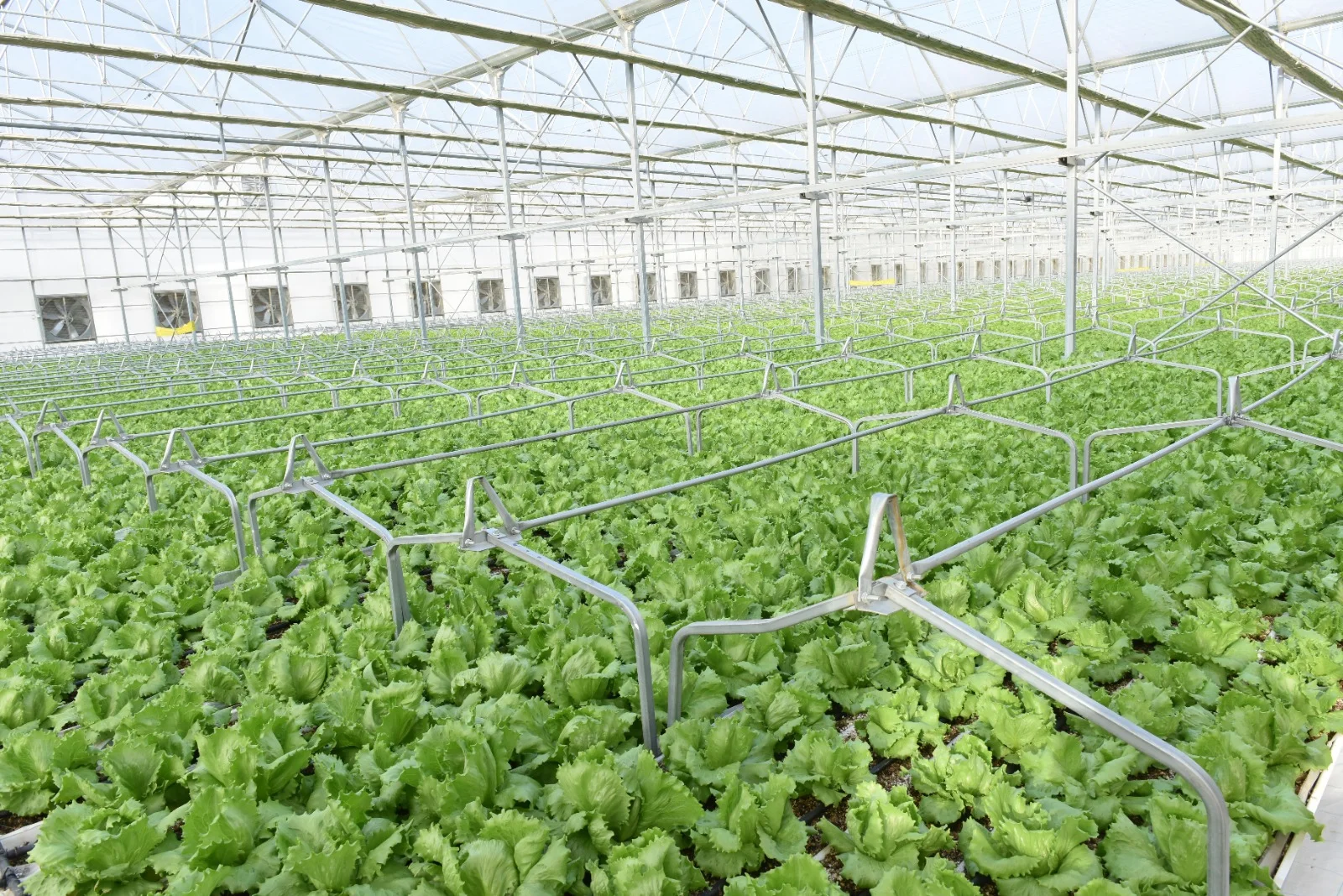 Rows of lettuce growing inside a modern greenhouse